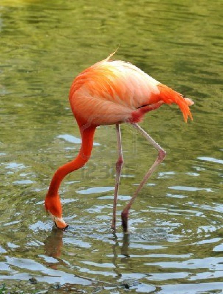4085329-wild-flamingo-in-the-florida-everglades